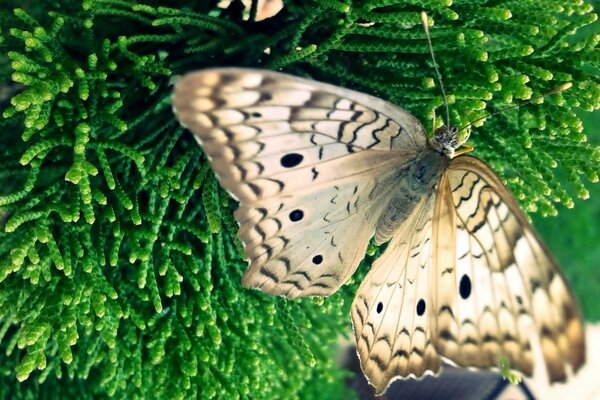 Vida selvagem. Borboleta e cipreste verde