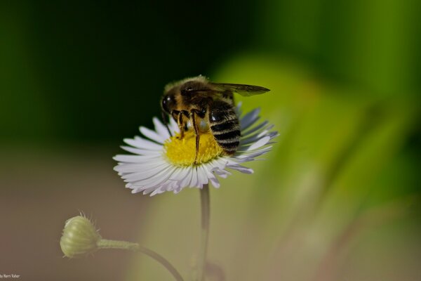 Una abeja recoge miel en una manzanilla