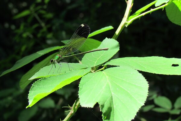 A transparent bug on a green leaf