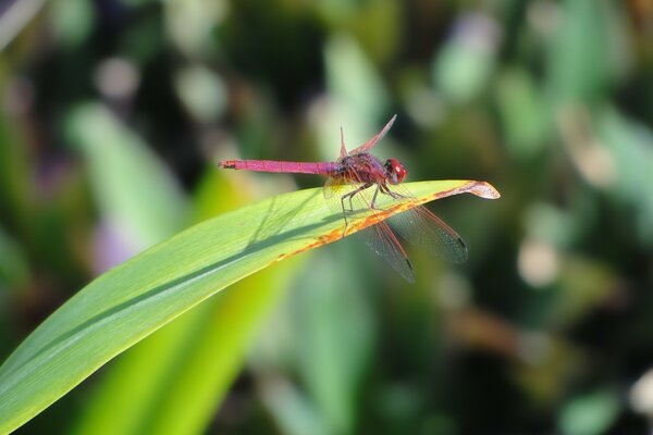 Insect dragonfly on a leaf