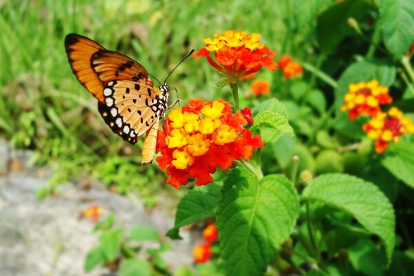 Mariposa pelirroja en una flor roja