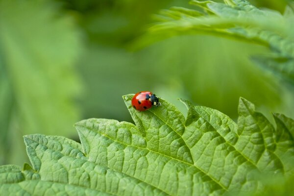 Mariquita roja brillante en una hoja verde