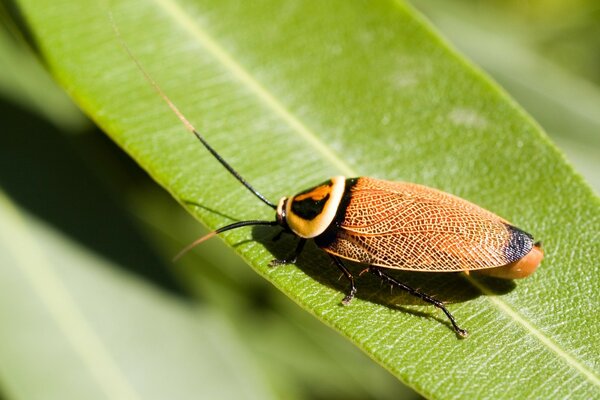 Insecto de cerca en una hoja