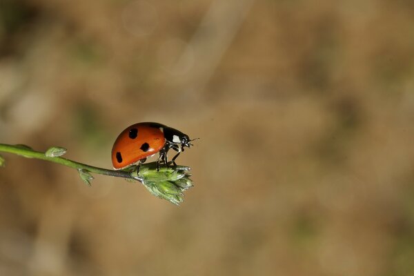 Coccinella su un ramo verde