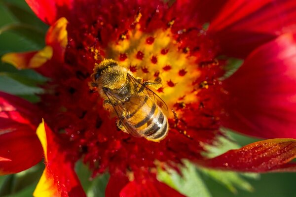 Eine Biene auf einer roten Blume in der Nähe