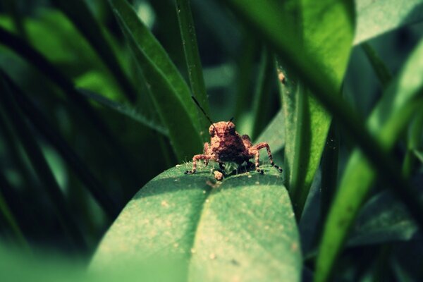 Unknown insect on a green leaf