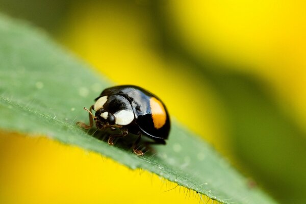 A small black beetle is sunbathing on a leaf