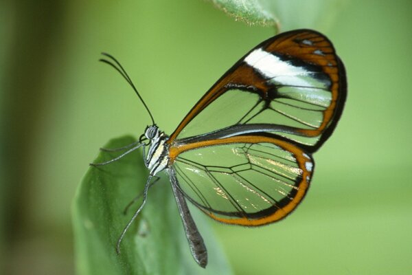 Fotografía macro de una mariposa en una hoja