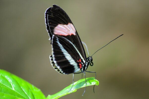 Schmetterling in freier Wildbahn