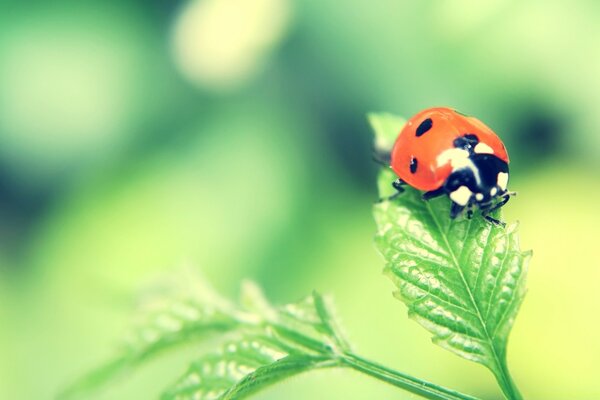 Insecto mariquita se sentó en una hoja