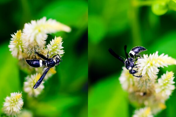 Insect bee collects pollen