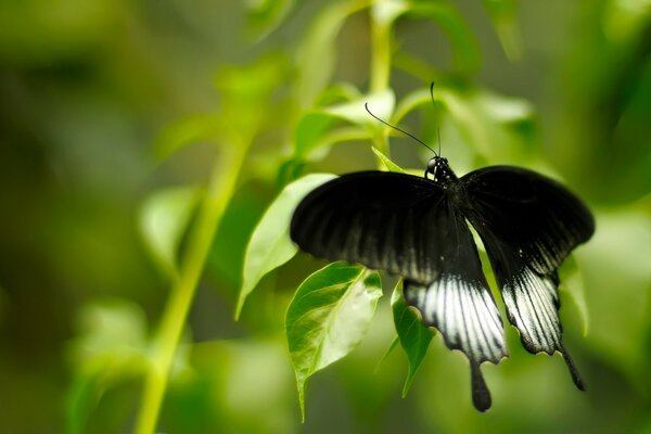 A black and white butterfly sits on the leaves