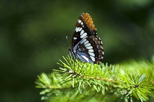 Hermosa mariposa en una rama de coníferas