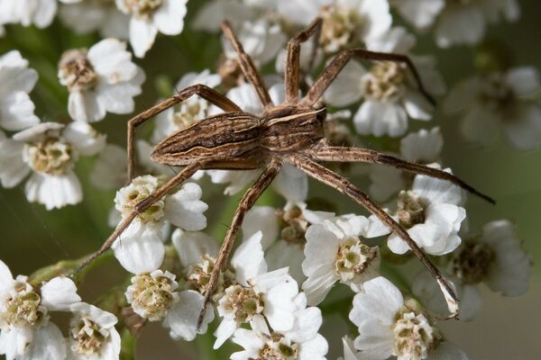 A large spider is hanging on a flower