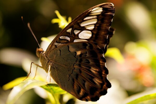 Ein brauner Schmetterling sitzt auf den Blättern