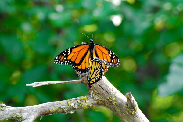 Two butterflies on a tree branch