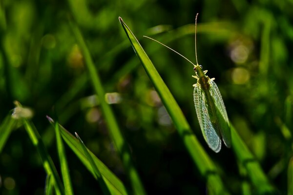 An insect is sitting on a leaf