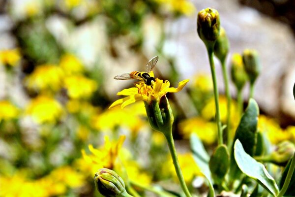 An insect sits on a yellow flower