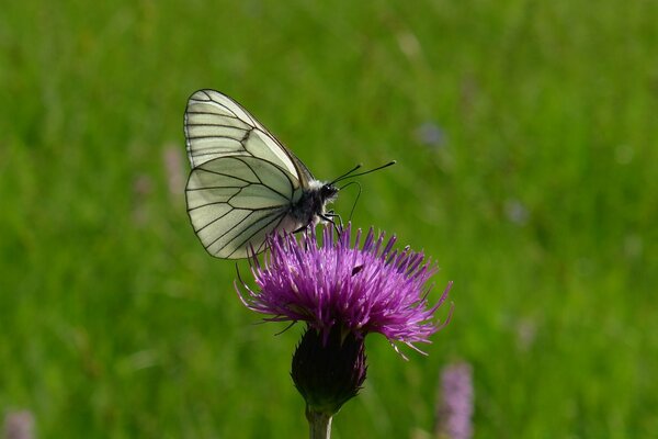 Papillon chou sur une fleur de mauvaise herbe