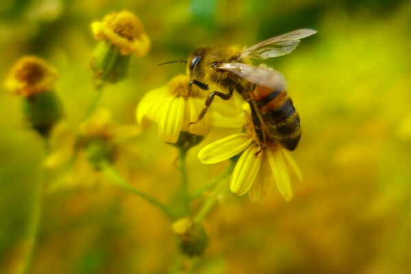 Eine Biene sammelt leckere Pollen