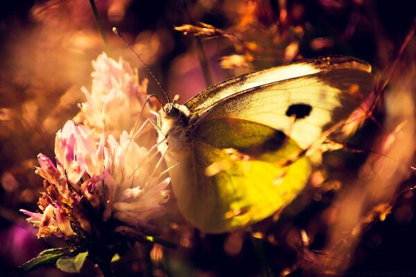 La farfalla gialla si siede sul fiore