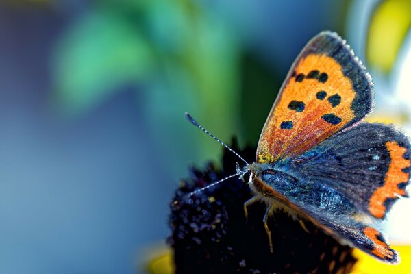 Brauner Schmetterling auf einer schönen Blume