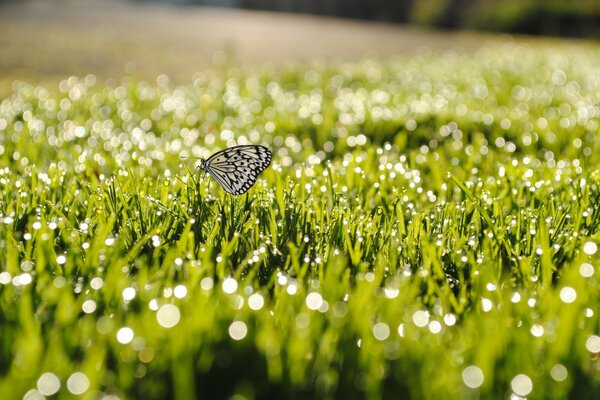 Schmetterling im Feld auf dem Rasen