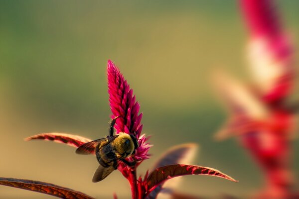 Rote Blume mit gestreiften Insekten