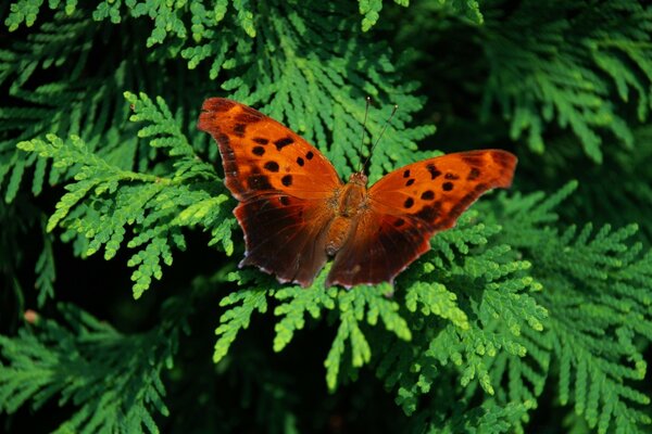 A fir tree with something red on it