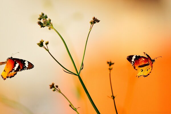 The flight of two beautiful butterflies