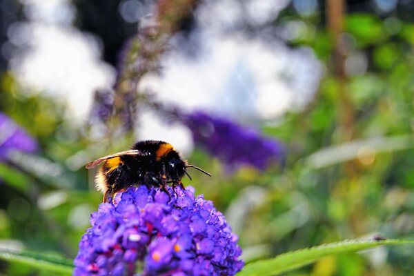 Abeille recueille le miel sur la fleur