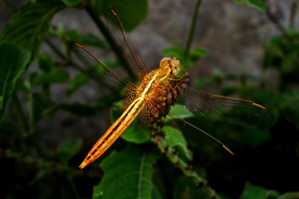 A large insect on a green leaf