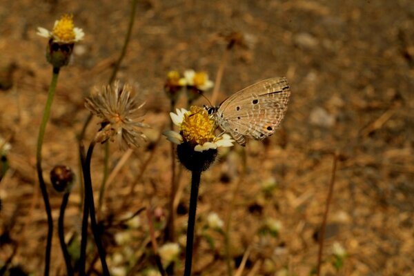 Ein Schmetterling auf der Suche nach Nektar setzte sich auf eine Blume