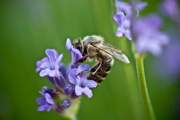 Çiçek üzerindeki Doğa Böcek arısı