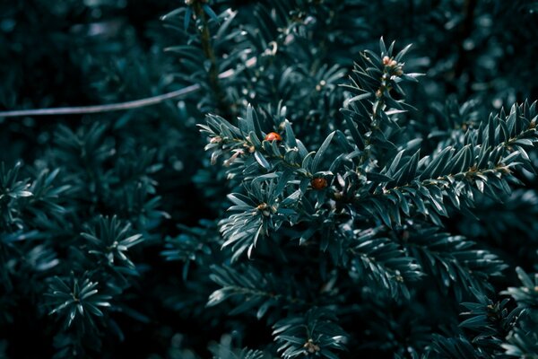 Árbol de Navidad en invierno