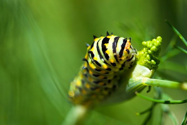 Green caterpillar outdoors