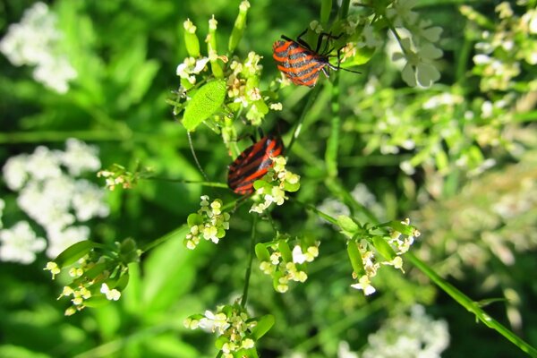 Zwei Käfer auf Blättern