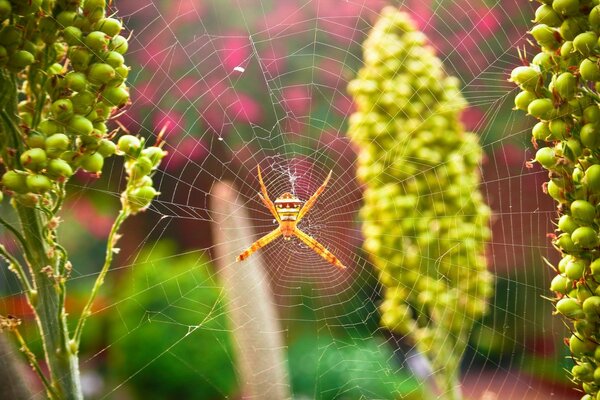 Eine Spinne sitzt auf einem großen Spinnennetz