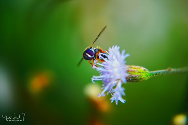 A bee collects honey from a lilac flower