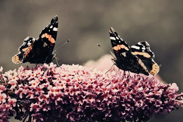 Dancing on the flowers of two butterflies