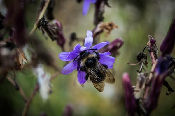 Purple flower pollinates bumblebee