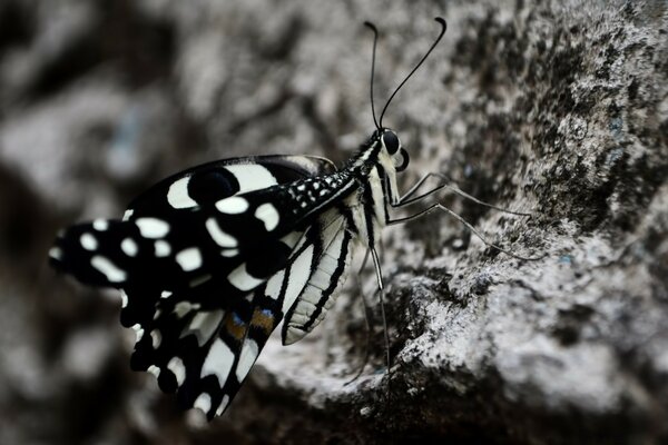 Hermosa mariposa en blanco y negro sobre piedra