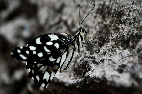 एक पत्थर पर सुंदर काले और सफेद तितली