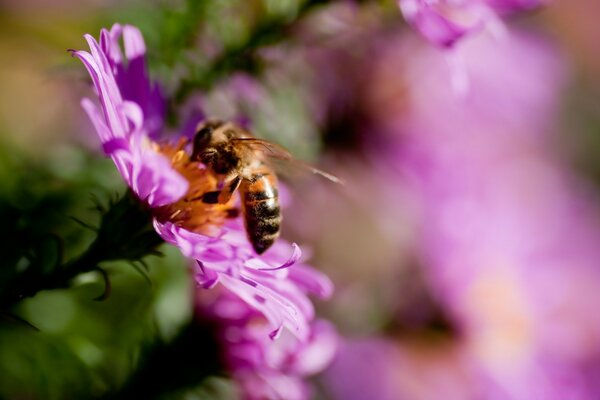 Una abeja en una flor rosa recoge miel