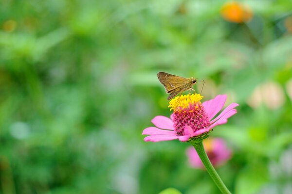 Una pequeña polilla en una flor rosa