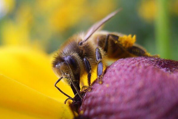 A bumblebee sits on a purple berry