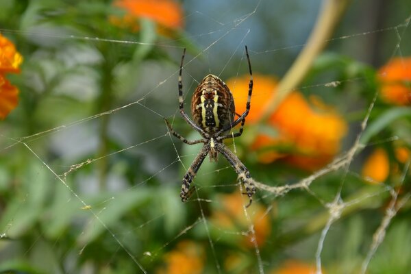 Kleine schlaue Spinne Schnüffel