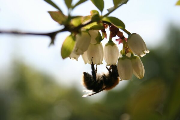 Insetto ape sul fiore