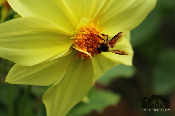 Flora. Insekten im Sommer auf einem Blatt