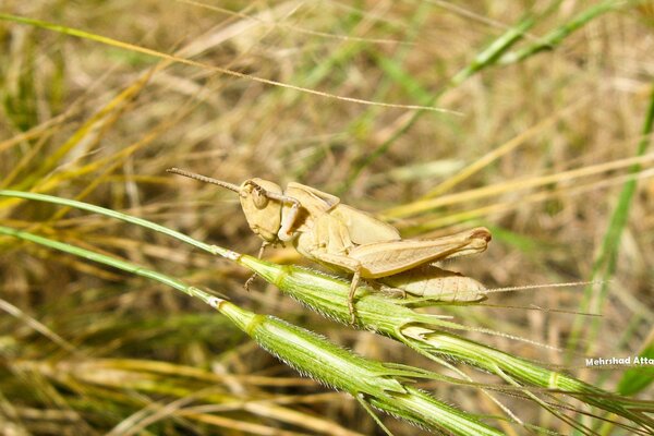 Sauterelle sur le foin dans la nature